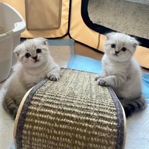 White Scottish Fold kittens ready to go | PostAds PH