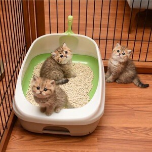 Munchkin kittens | PostAds PH