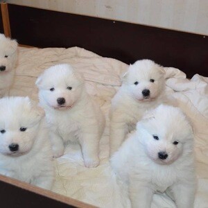 Affectionate Samoyed puppies available now | PostAds PH