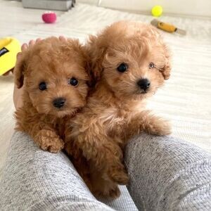 Miniature Poodle puppies available now | PostAds PH