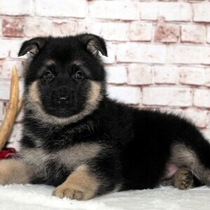 German shepherd's puppies | PostAds PH