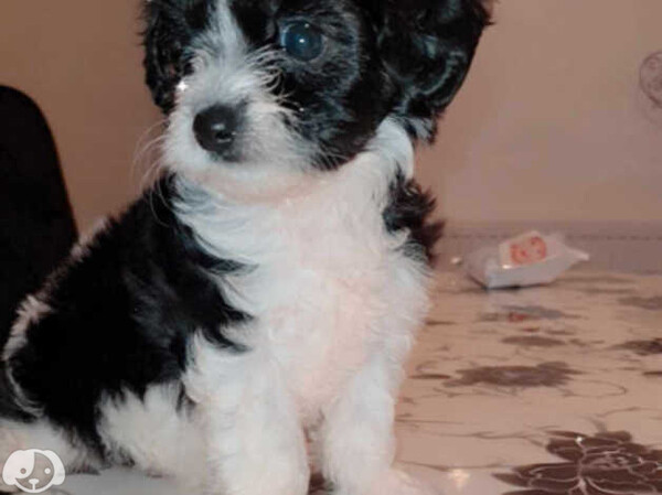 Havaneses Puppies