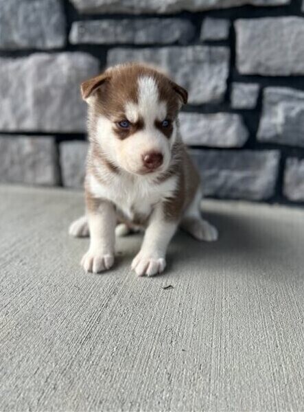 Female alaskan malamute
