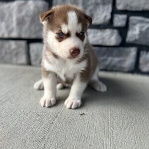 Female alaskan malamute | PostAds PH