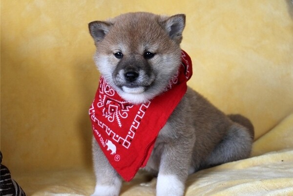 Red sesame Shiba Inu