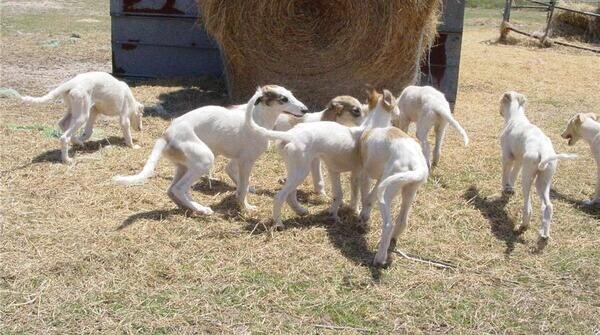 Borzoi puppies available to approved homes