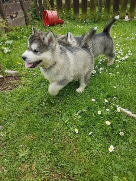 Alaskan Malamute Puppies 