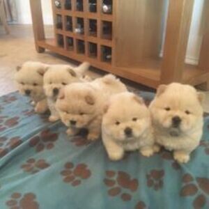 Chow Chow Puppies available now. | PostAds PH