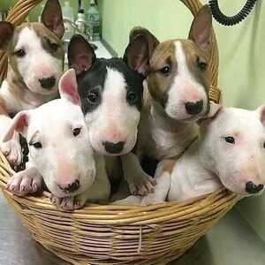 English Bull Terrier puppies available | PostAds PH