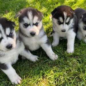 Siberian Husky puppies available now | PostAds PH
