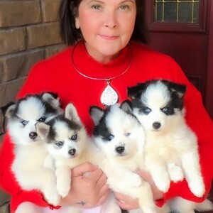Pomsky puppies ready for a new home | PostAds PH