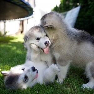 Alaskan Malamute puppies | PostAds PH