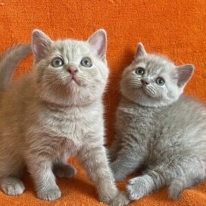 British Shorthair Kittens | PostAds PH