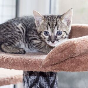 Savannah kittens | PostAds PH