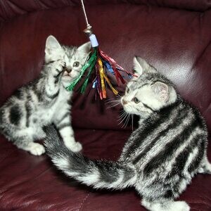 American ShortHair Kitten | PostAds PH