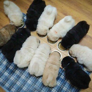 Chow chow puppies for sale | PostAds PH