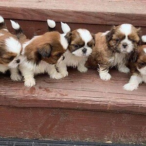 Shih Tzu puppies available now. | PostAds PH