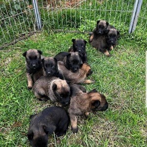 Belgian Malinois puppies for sale | PostAds PH