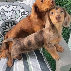 Dachshund puppies for sale | PostAds PH