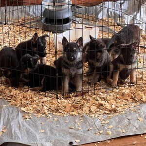 German Shepherd puppies | PostAds PH
