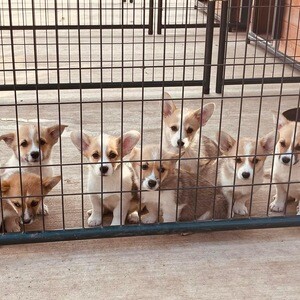 Pembroke Welsh Corgi puppies | PostAds PH