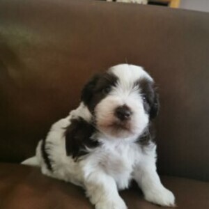 Havanese Puppy | PostAds PH