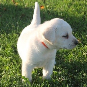 Labrador Retriever Puppies | PostAds PH