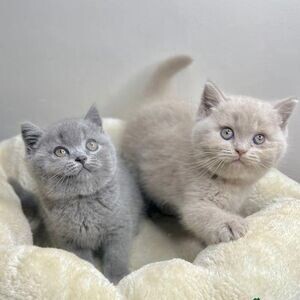 adopt british shorthair kittens. | PostAds PH