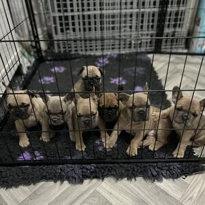 Beautiful French bulldog puppies looking for there forever. | PostAds PH
