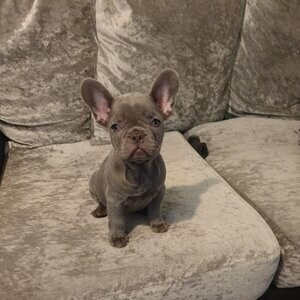 Beautiful Solid lilac male (buddy) | PostAds PH