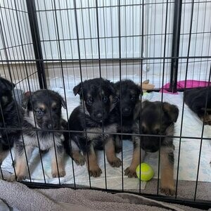 Chunky German shepherd puppies - ready to leave 3rd Nov | PostAds PH