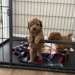 Toy poodles for sale 1 Girl Left | PostAds PH