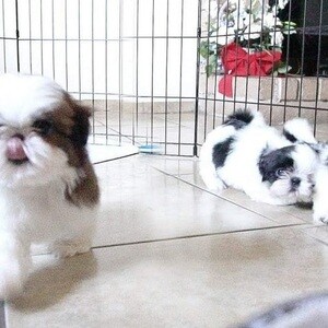 Shih Tzu Puppies | PostAds PH