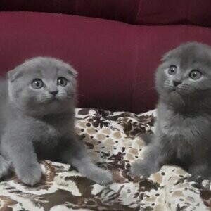 Scottish Fold kittens available to loving permanent homes. | PostAds PH