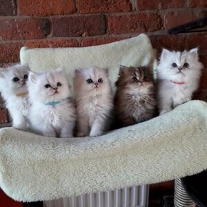 Persian kittens for sale | PostAds PH