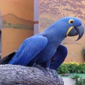 Hyacinth Macaw Birds | PostAds PH