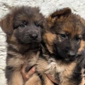 German shepherd puppies | PostAds PH