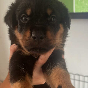 Beautiful Rottweiler puppy's | PostAds PH
