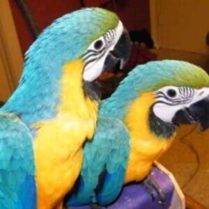 Super Cuddly Handreared Baby Super Tame Blue & Gold Macaw | PostAds PH