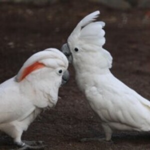 Adorable hand reared baby macaw | PostAds PH