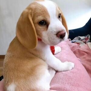 Beagle puppies ready to go | PostAds PH