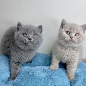 British Shorthairs Kitty | PostAds PH