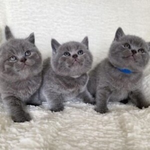 British Shorthair viber:+63-945-413-6749 | PostAds PH