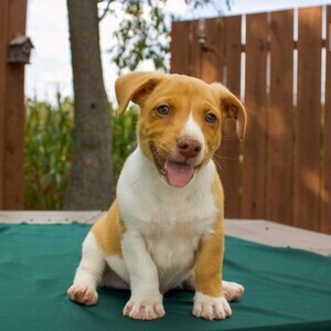 Jack Russell puppy | PostAds PH