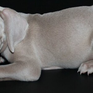 Grey Weimmaraner | PostAds PH