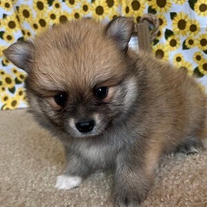 Beautiful small Pom pups | PostAds PH