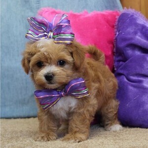 Beautifu Muiltpoo puppies | PostAds PH