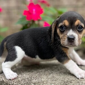 beagle Puppies | PostAds PH