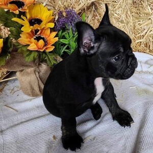 French Bulldog | PostAds PH