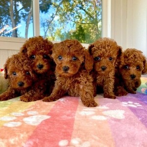 Gorgeous Cute and Healthy Toy Poodle Puppies Available | PostAds PH